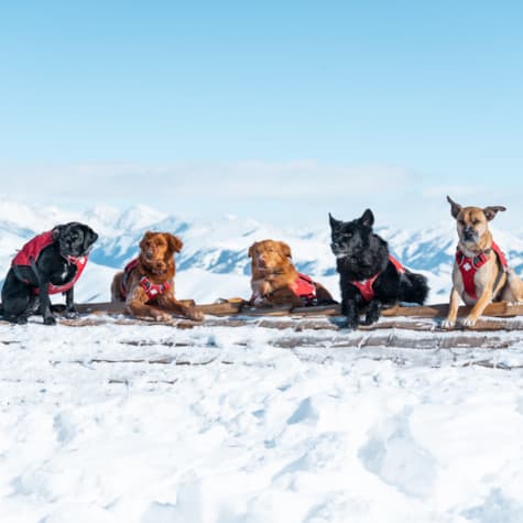 svr_avy_dogs_svski-patrol_02-18-25_17